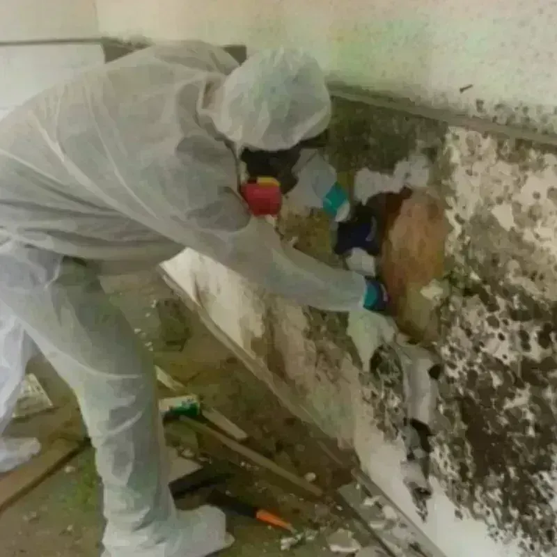 Mold Remediation and Removal in Rocky Point, WA